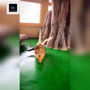 Tiger vs duck🤣🤣