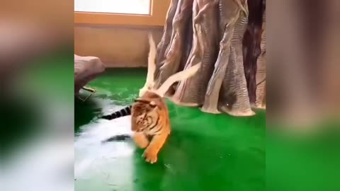 Tiger vs duck🤣🤣