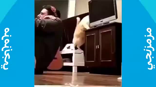 Amazing Funny Compilation Cat Videos 😻🐶💕