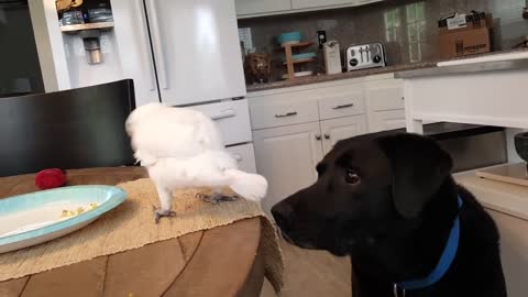 Cockatoo feeds Labrador