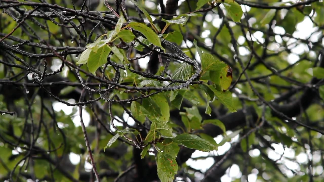 Relaxing rain sounds with Chirping birds 🐦