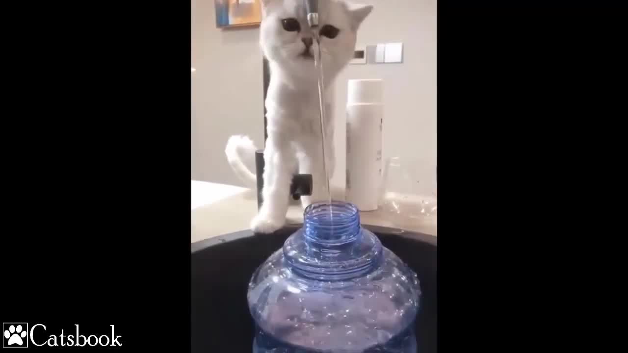 funny cats video and cute cats