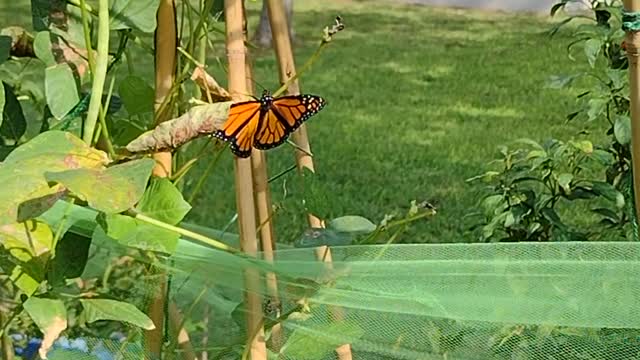 Monarch hatched and freed Sunday