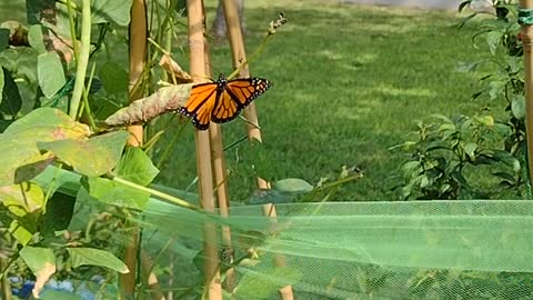 Monarch hatched and freed Sunday