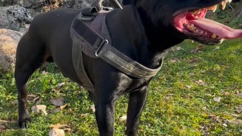 Happy Doggie Shows Off His Pearly Whites