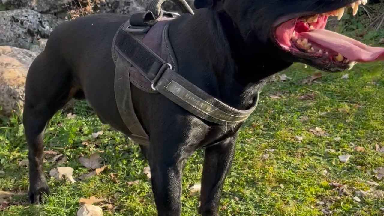Happy Doggie Shows Off His Pearly Whites