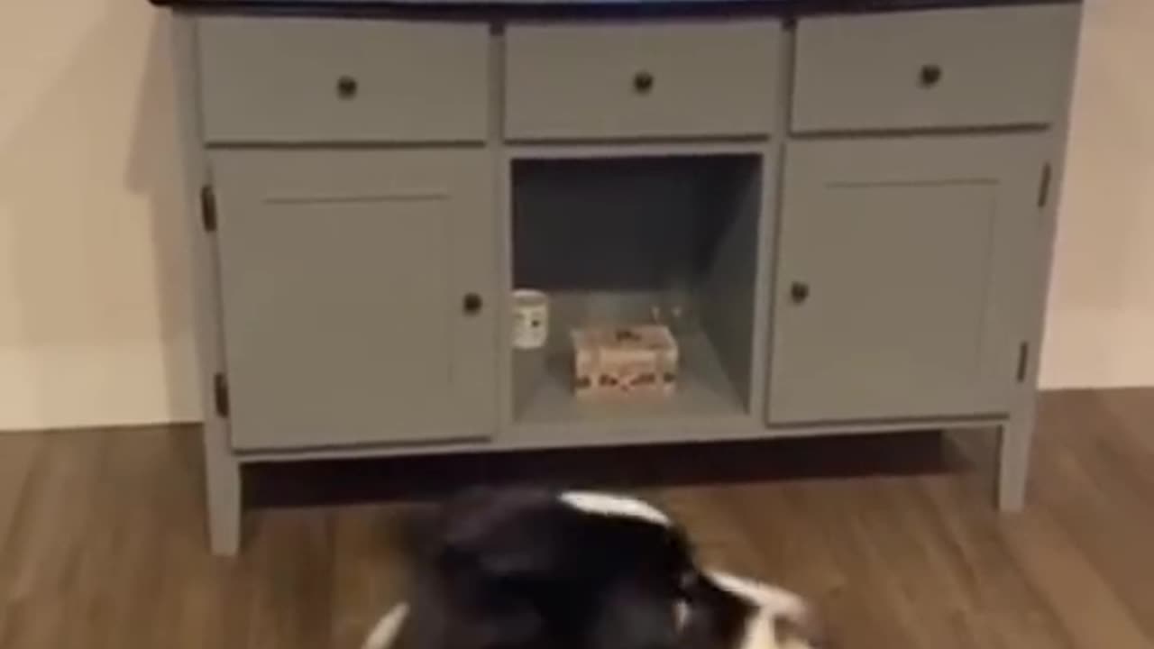 funny dog reaction