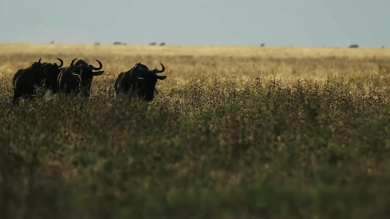 Six Wildebeest Walk Beside a Pride of Lions