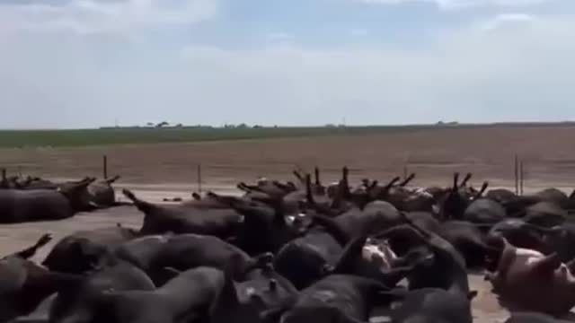 Cows dead in Kansas