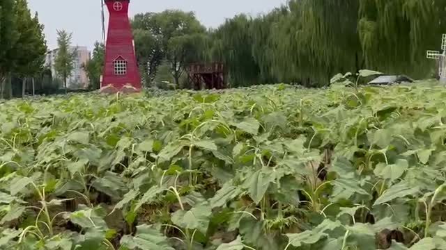 This area is full of sunflowers