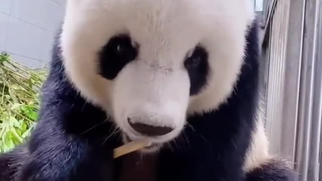 Pandas eat bamboo shoots