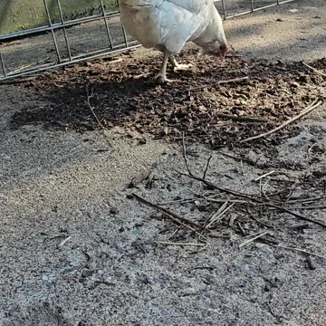 OMC! Almost had an interview with Whitey until this happened..