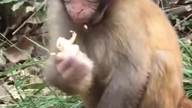 The monkey Feeding treasure #Animal world highlights #animal world, #man and nature Monkey