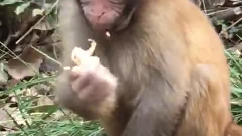 The monkey Feeding treasure #Animal world highlights #animal world, #man and nature Monkey