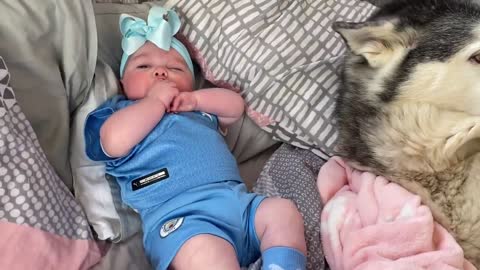 Newborn Baby Smiling In Her Sleep Because Her Husky Is Cuddling Her!!