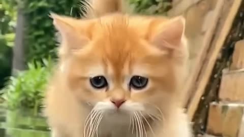 Cat video