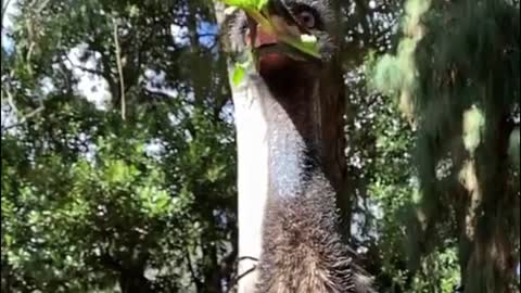 Is this an ostrich? It's so funny to watch him eat the greens