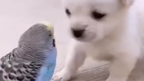 Quite puppy | Quite bird