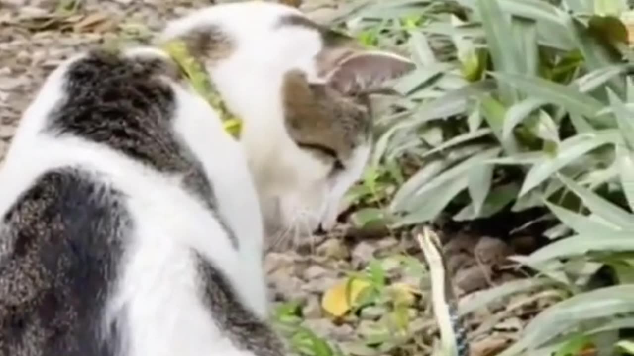 funny animals videos compilation best of 2023 try not to laugh #fyp