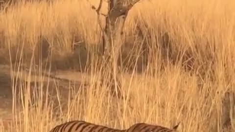 Wildlife in closer view with a natural perspective. Tiger