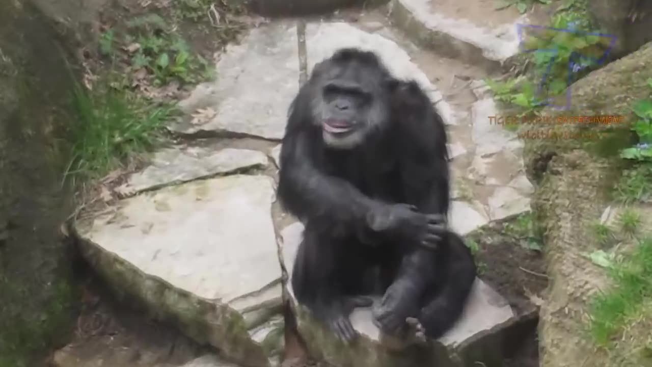 Funny Monkeys