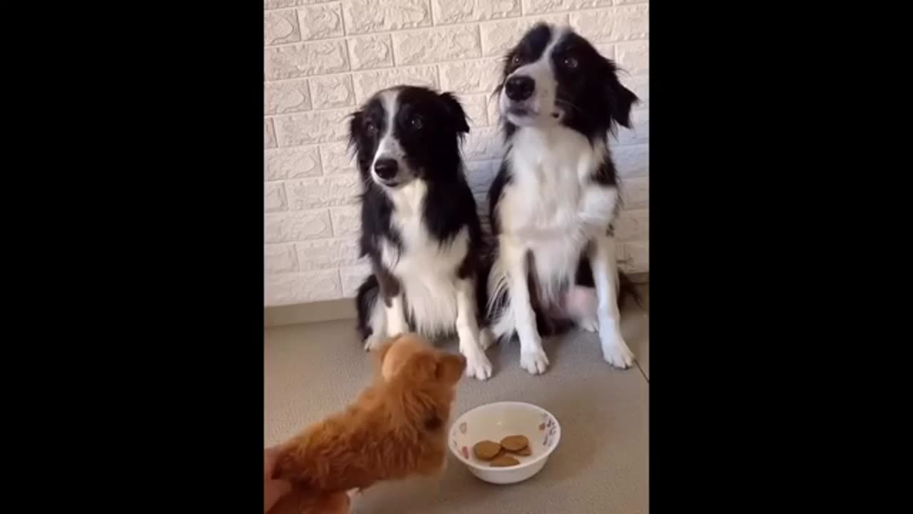 New Funny Animals Funniest Cats and Dogs Videos🐱🐶