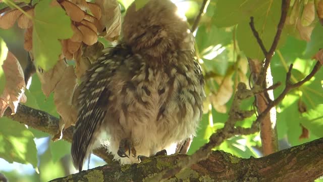 Little Owl August 10th