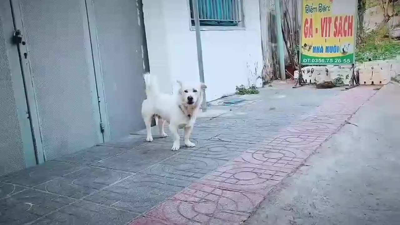 How Dog Reacts When Seeing Stranger - Running, Barking? | Viral Dog