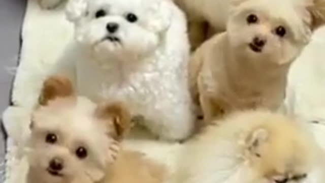 Cute Puppy Train