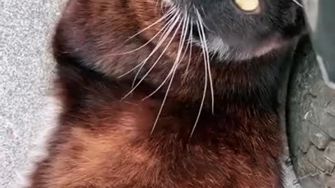 A Typical Conversation With A Kitty