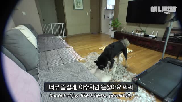 True felling of who he thought had separation anxiety