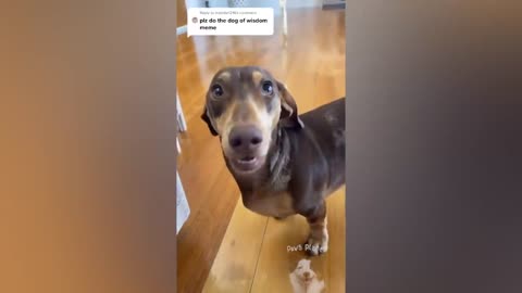 Try Not To Laugh With These Funny Pets 😍.
