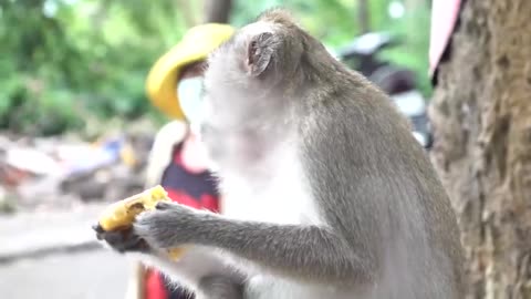 Look people are enjoying by giving bananas to monkeys 😂😂 #monkey