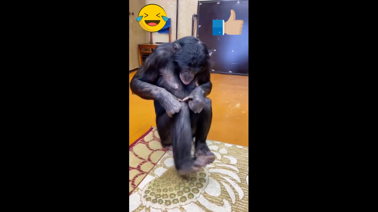 Funny monkey play on camera