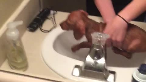 Puppies first bath