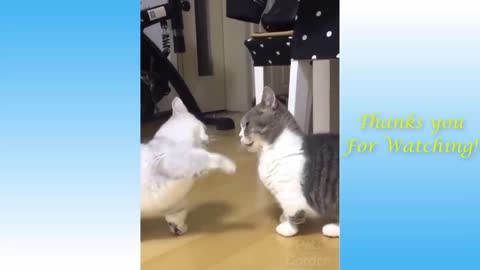 Funny animal -5