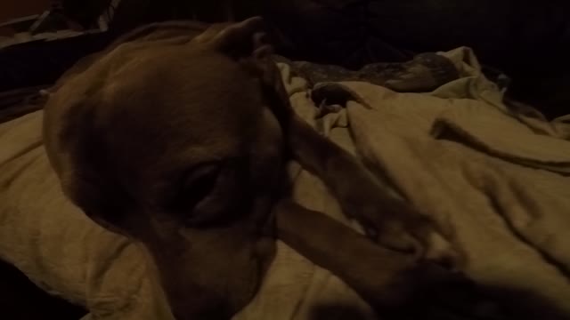 Pitbull's on the couch in winter
