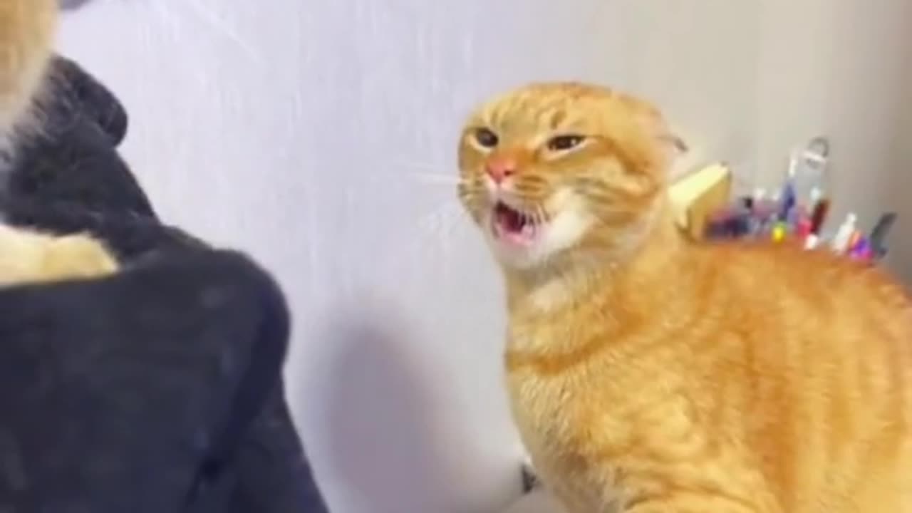 Ha-ha, cat fight.#cutecat #catsoftiktok #meow #angrycat #funnycat #fypシ #funnyvideos