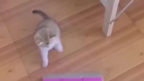 Funny dog and cat video 😅😂