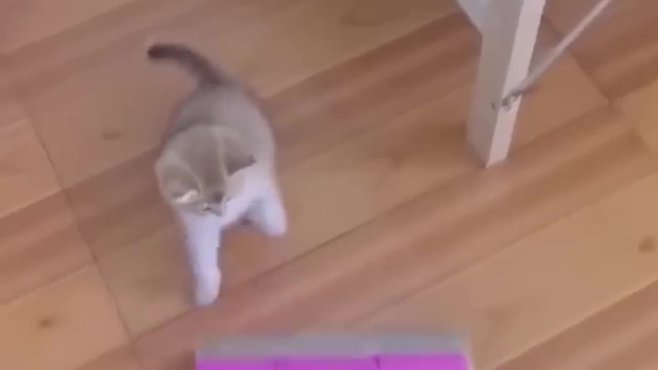 Funny dog and cat video 😅😂