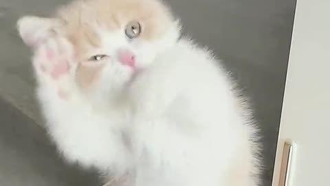 Cute cats