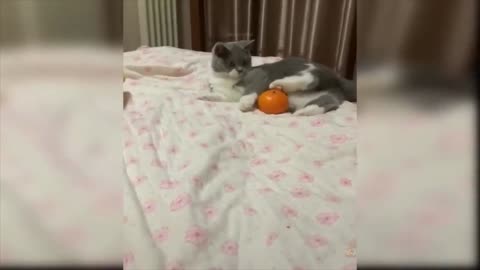 Little cat playing with Human mother ..