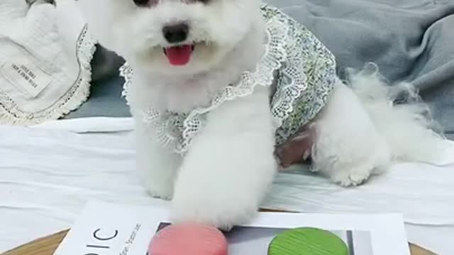 Funny Dog videos compilation 2021|| Dog Home High Show || Dog funny tiktok