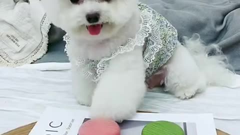 Funny Dog videos compilation 2021|| Dog Home High Show || Dog funny tiktok
