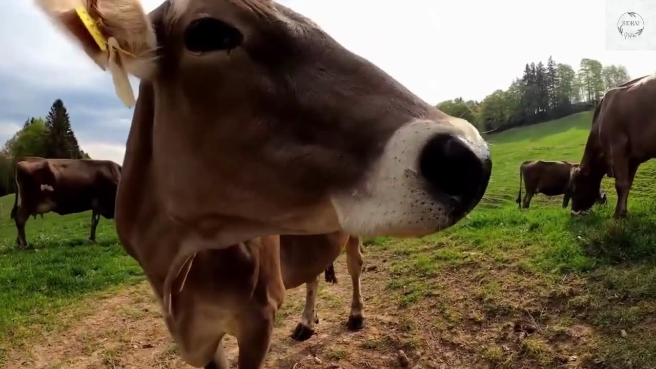 Cow In The Farm I Cow Dance I Cow Fighing With Each Other In The Field