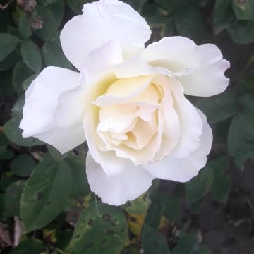 Big white rose
