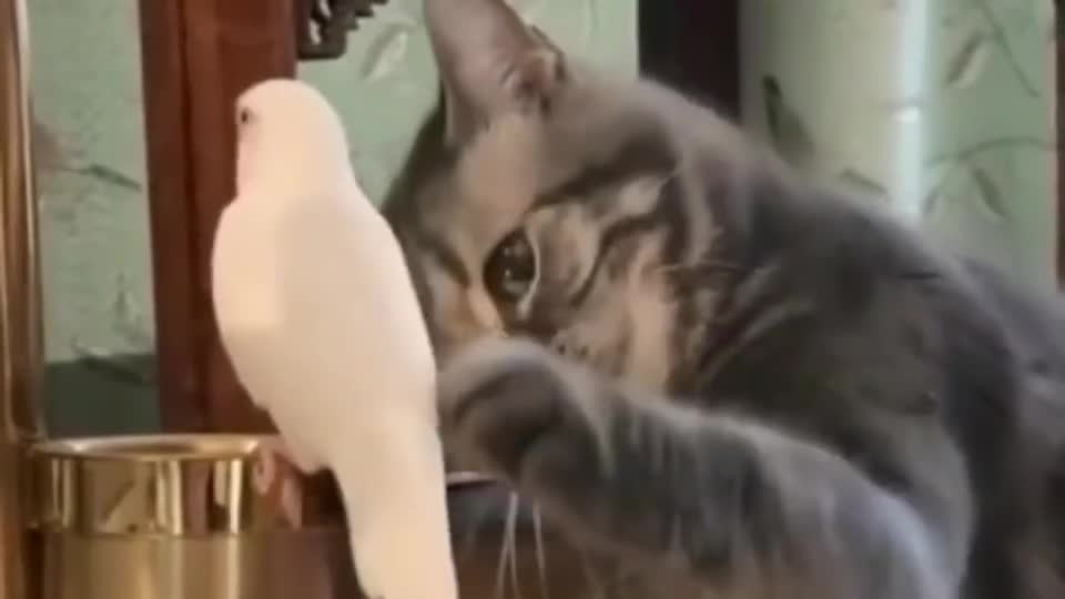 Cat: Bird, let's make friends, I will protect you well in the future.