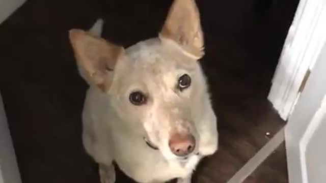 Doggo's polite and subtle implication that he is interested in going for a walk