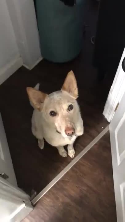 Doggo's polite and subtle implication that he is interested in going for a walk