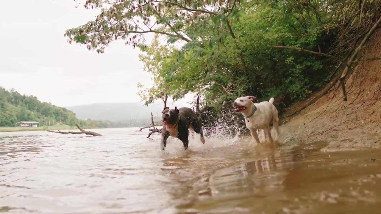 Two Dogs Getting Wet By Running In The River Side